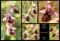 Ophrys-ferrum-equinum2